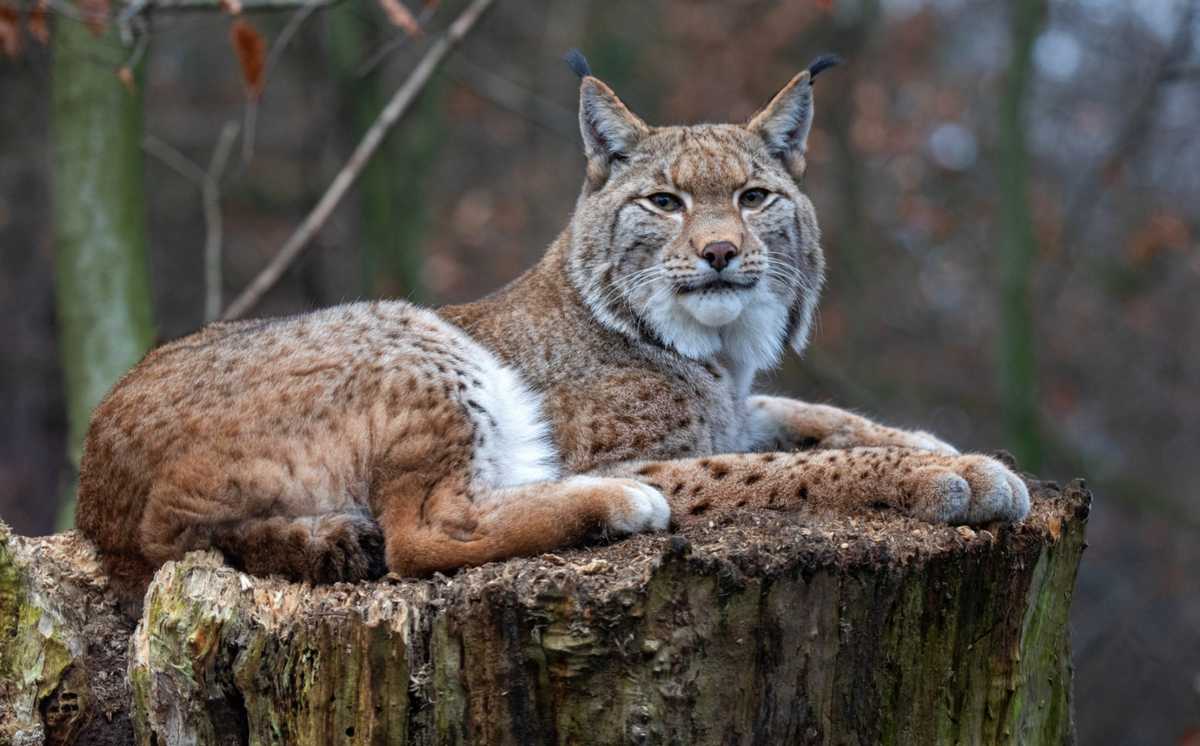 Рысь туркестанская
