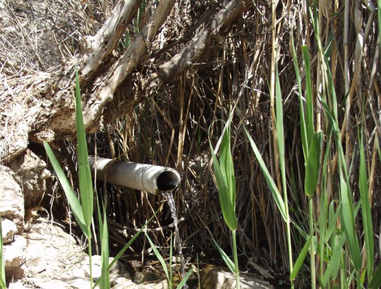 Родник Чокана Валиханова