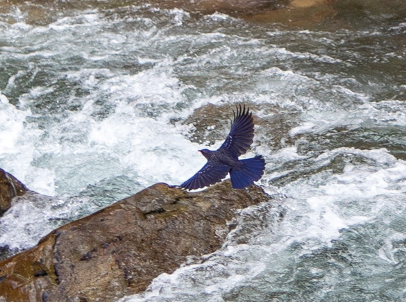 Синяя птица - поход за счастьем