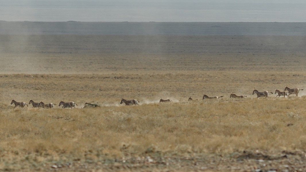 Фестиваль куланов в визит-центре Altynemel