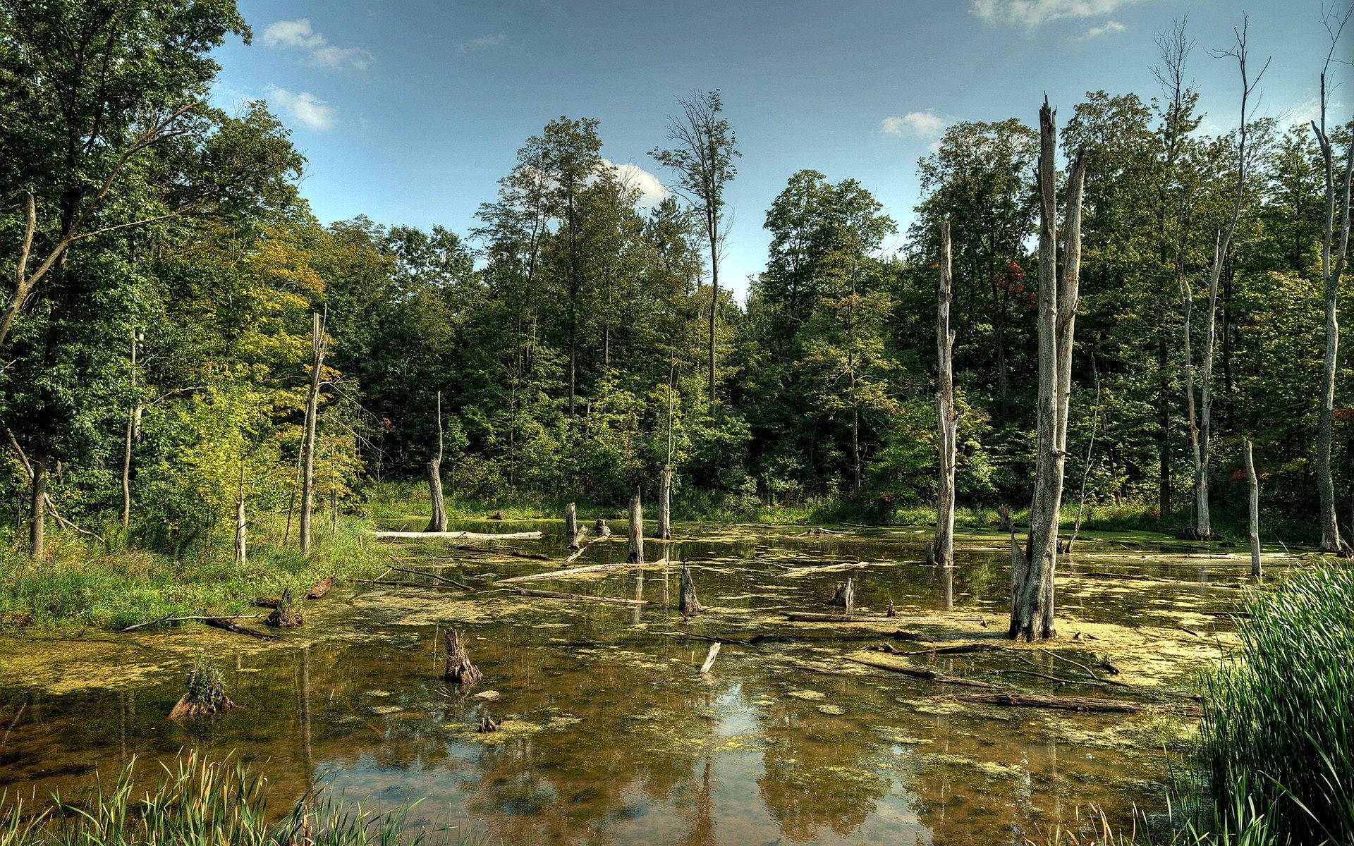 Чинтургеньские моховые ельники