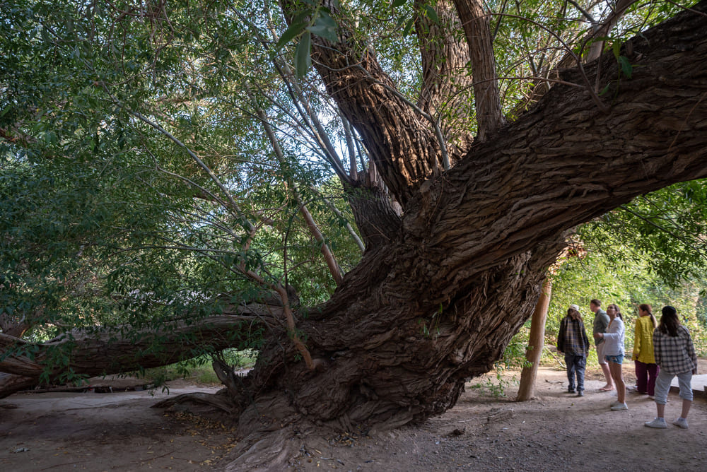 700 летняя Ива